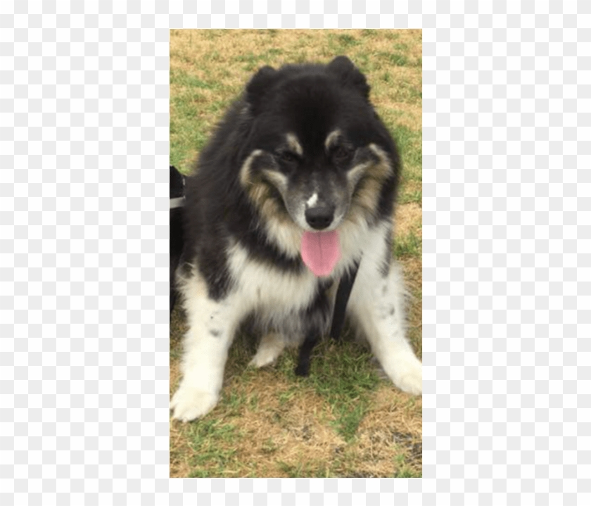 Photo Of Bear - Companion Dog Clipart