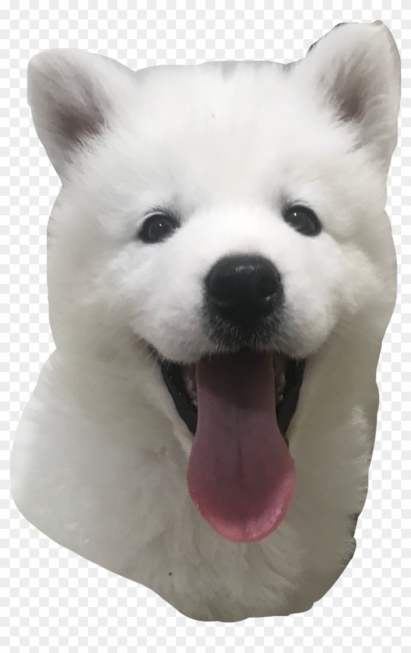 Samoyed Sticker - Dog Yawns Clipart