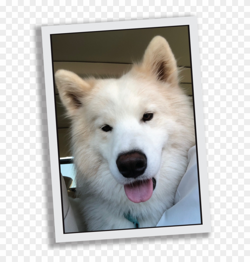 Mascot Canyon - Samoyed Clipart