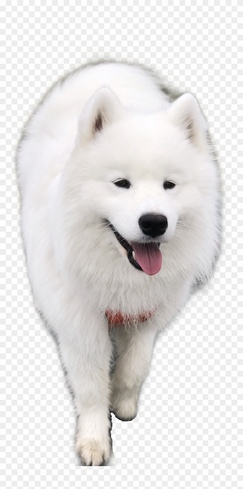 #samoyed #dog #puppy #freetoedit - American Eskimo Dog Clipart #3973034