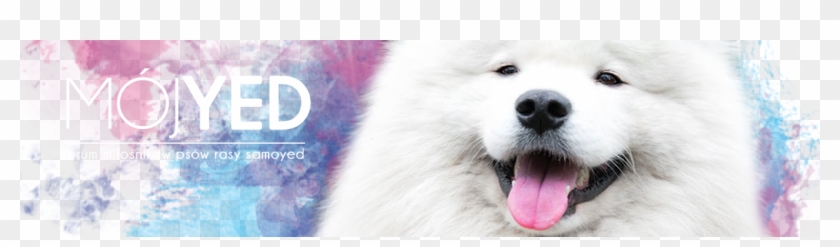 Strona Główna Forum - American Eskimo Dog Clipart