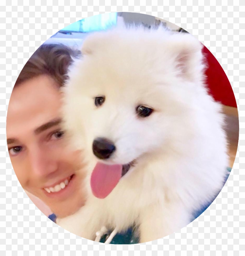 Samoyed Clipart #3973248