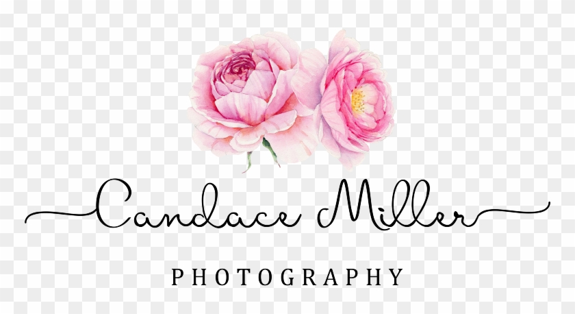 Start Here - Hybrid Tea Rose Clipart #3973899