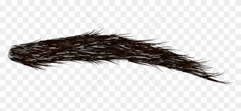 Free Png Download Bushy Eyebrow Png Images Background - Transparent Eyebrows Clipart