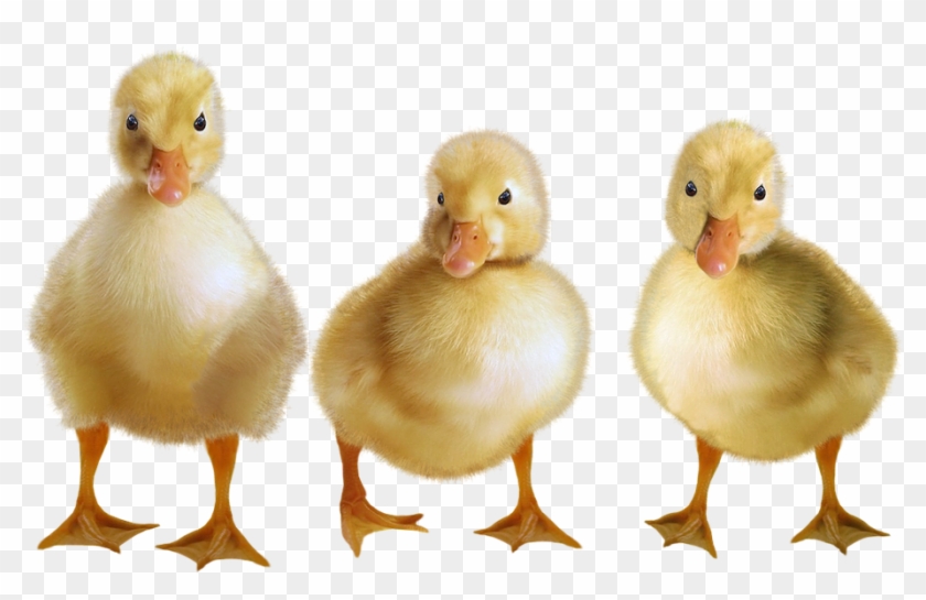 Duckling Images - Duckling Transparent Clipart #3975948