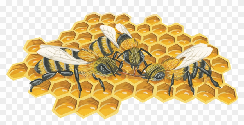 Honeycomb , Png Download - Illustration Clipart
