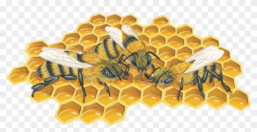Honeycomb , Png Download - Illustration Clipart #3976268