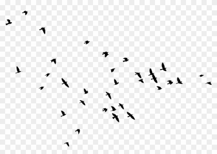 Yükle Bird Outline Png Hd Transparent Bird Outline - Black Transparent Bird Outline Clipart