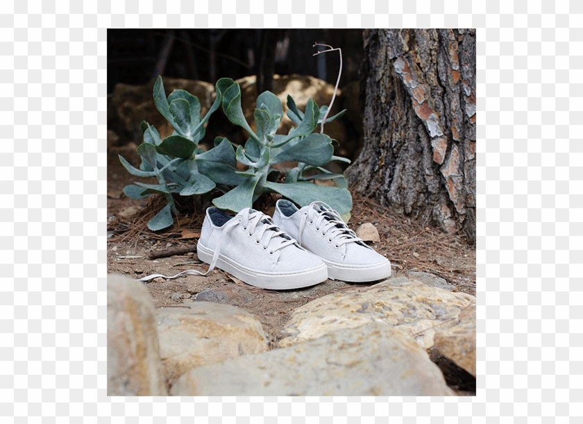 Tennis Shoe Clipart #3979658