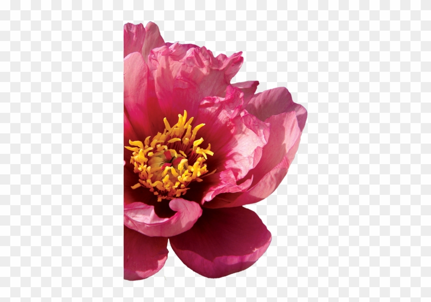 Common Peony Clipart