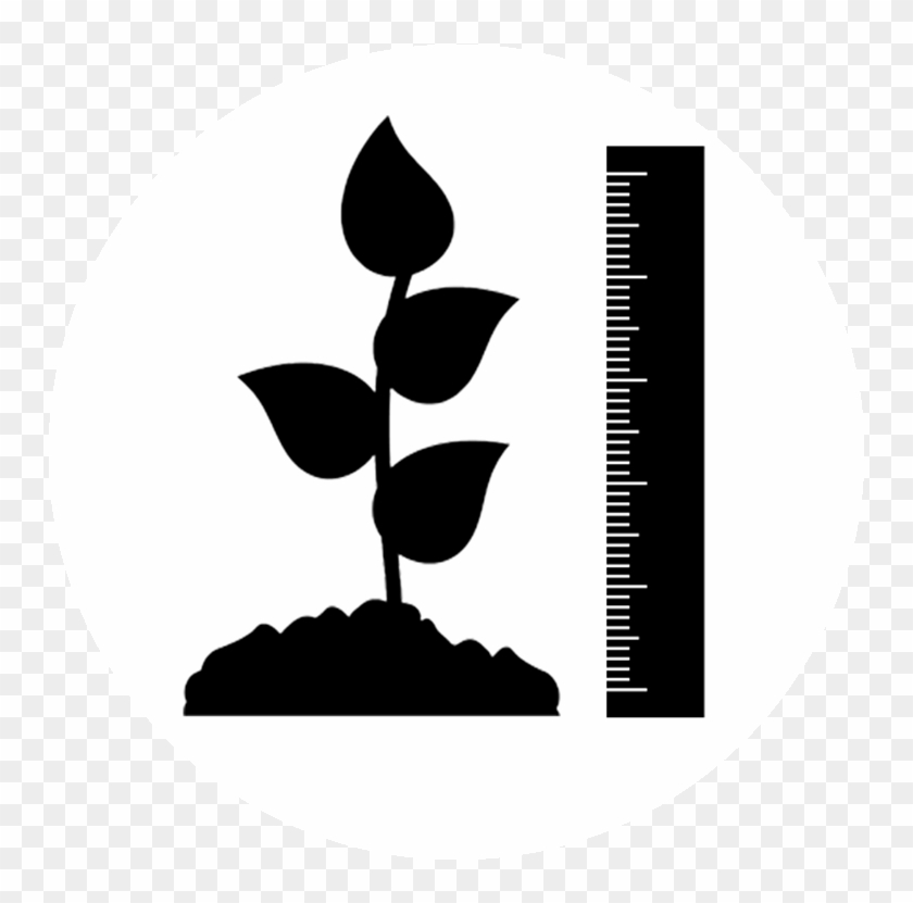 Plant Height Icon - Plant Physiology Icon Png Clipart