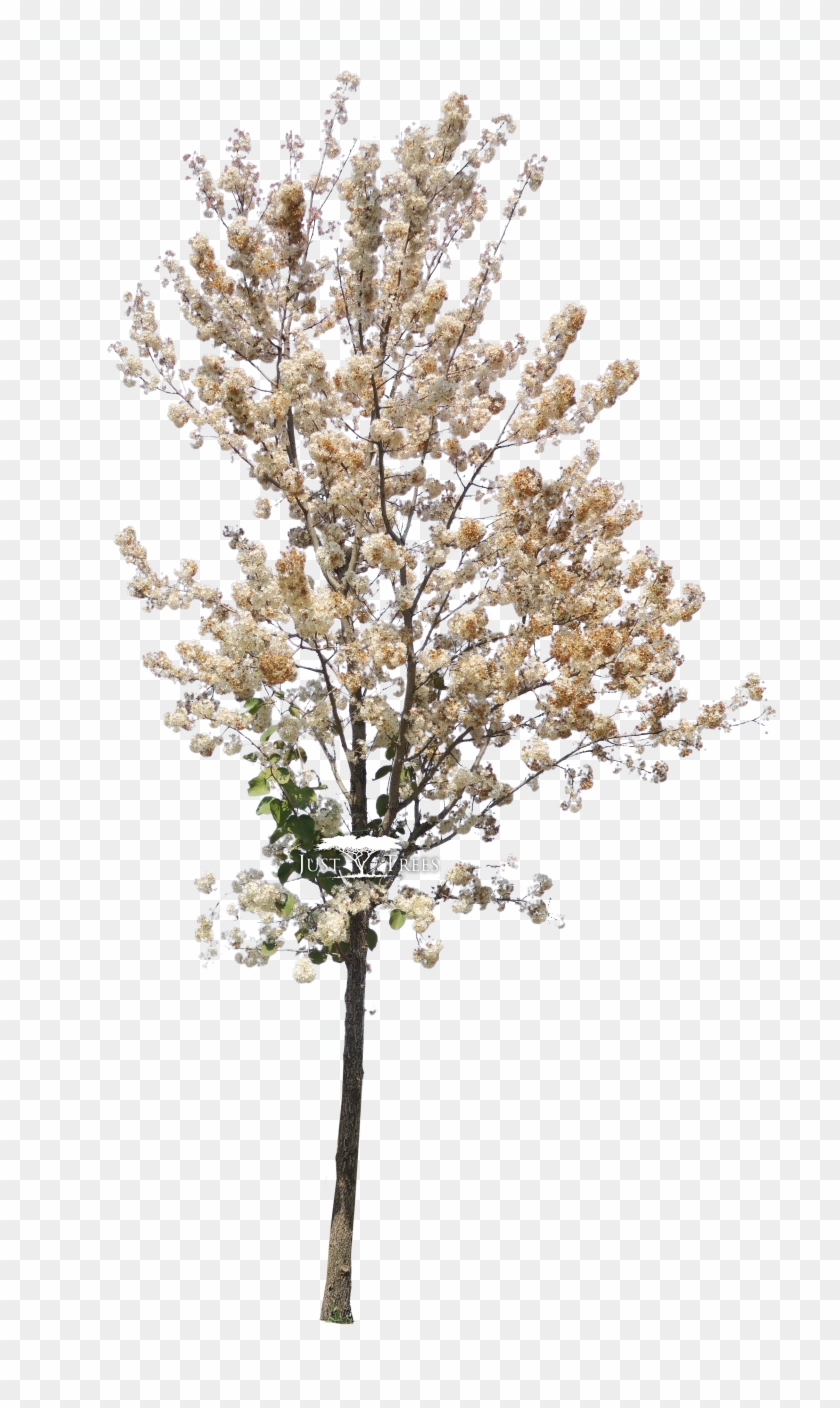 Dombeya Rotundifolia - Tree Photoshop Spring Clipart #3981322