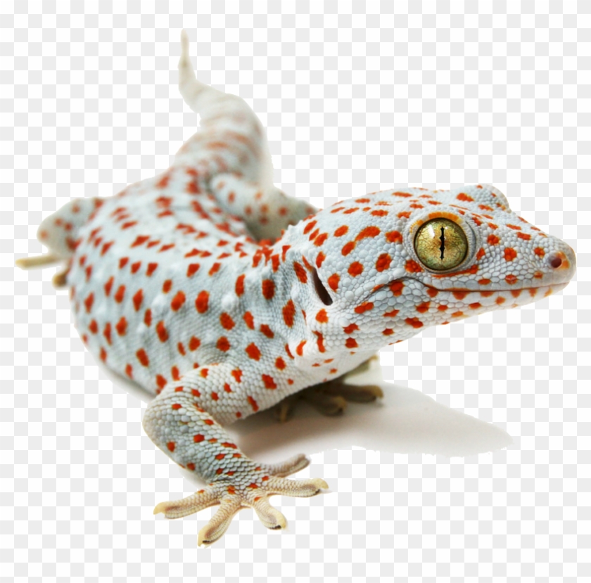 Placeholder - Tokay Gecko Clipart #3982370