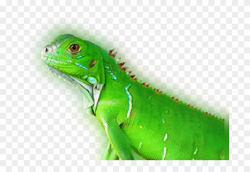 Color Palette Ideas From Reptile Iguana Scaled Image - Green Iguana Clipart