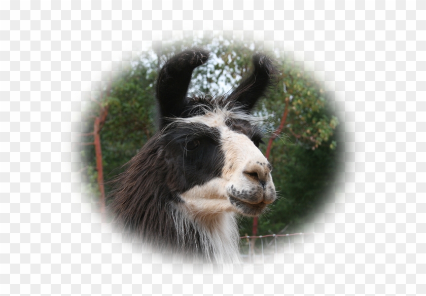 Llama Clipart #3982646