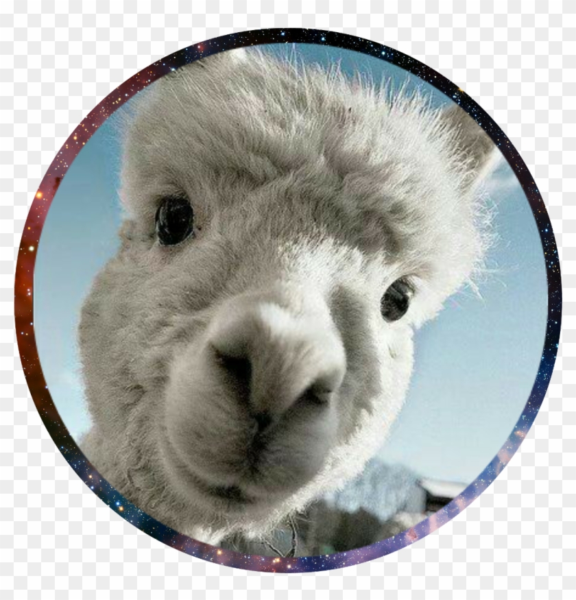 #llama Llama Profile Pic - Llama Profile Clipart #3982669