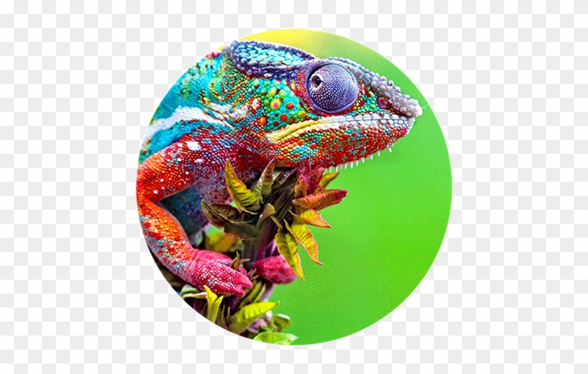 Show More - Chameleon Hd Clipart #3983073