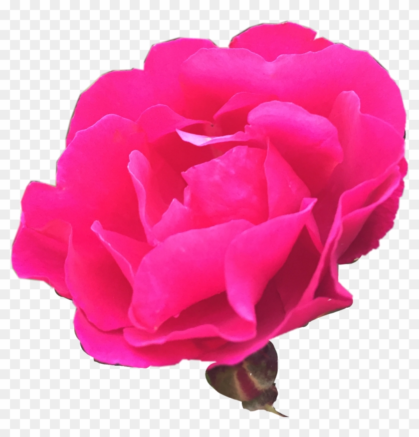 #nature #rosebush #photography #freetoedit - Garden Roses Clipart #3983283