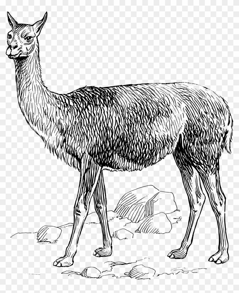 Llama Clipart Vicuna - Vicuna Png Transparent Png
