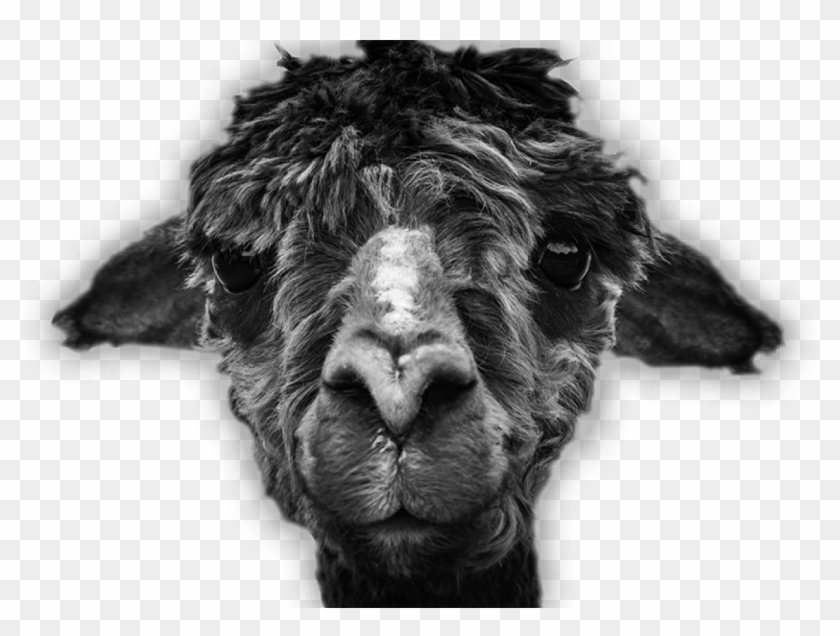 Legal-cutout - Llama Clipart #3983543