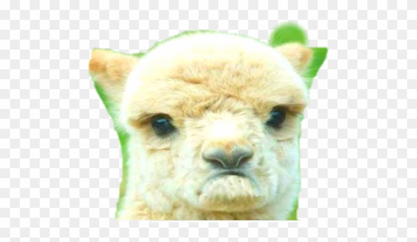 Llama Sticker - Llama Video Clipart #3983687