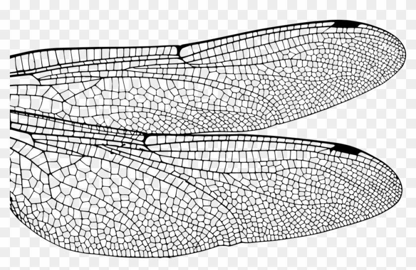 Dragonfly, Wing, Bug, Insect, Fly, Nature, Damselfly - Close Up Dragonfly Wings Clipart