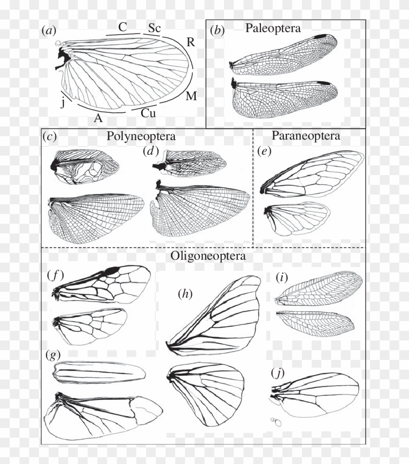 Venation Patterns Of Winged Insects - Sketch Clipart #3983963