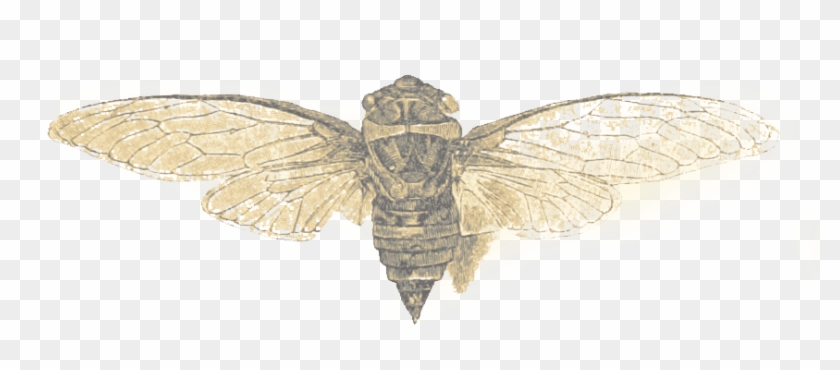 Legendeer Embedding Artists - Net-winged Insects Clipart