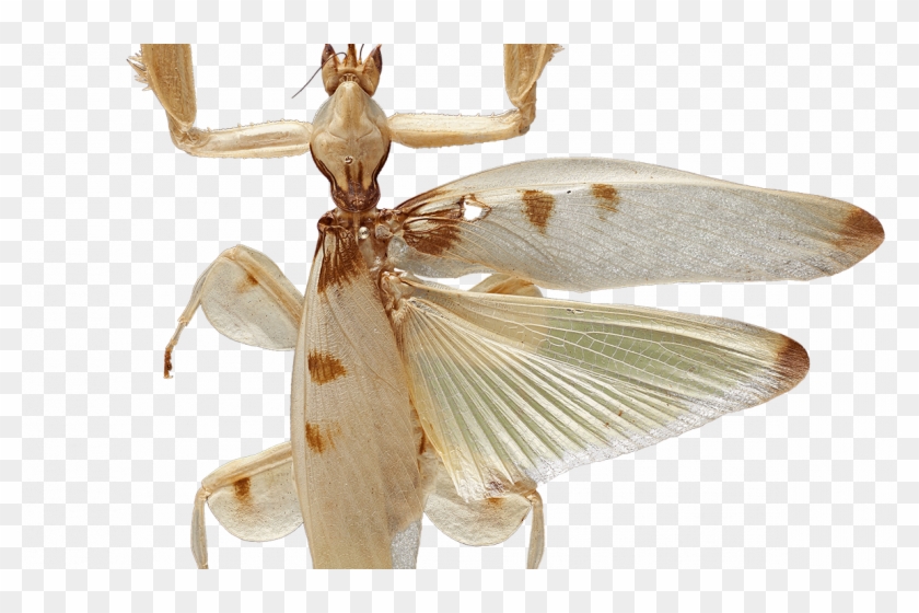 Predation On Pollinating Insects Shaped The Evolution - Orchid Mantis Top View Clipart
