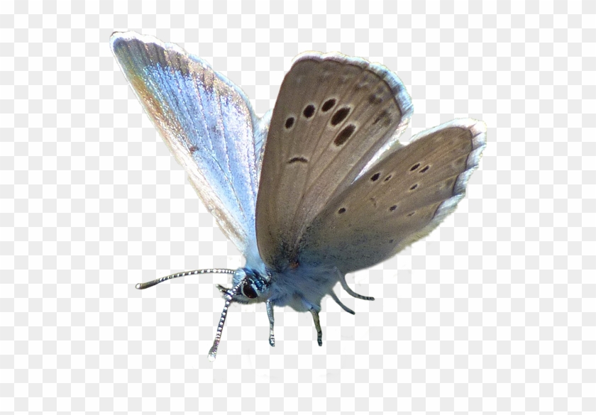 Butterfly,blue,blue Image,free Pictures - ผีเสื้อ บั ต เตอร์ ฟลาย Clipart #3984176