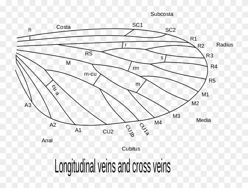 Insect Wing Venation, Showing The Names After The Comstock - انواع الاجنحة في الحشرات Clipart #3984211