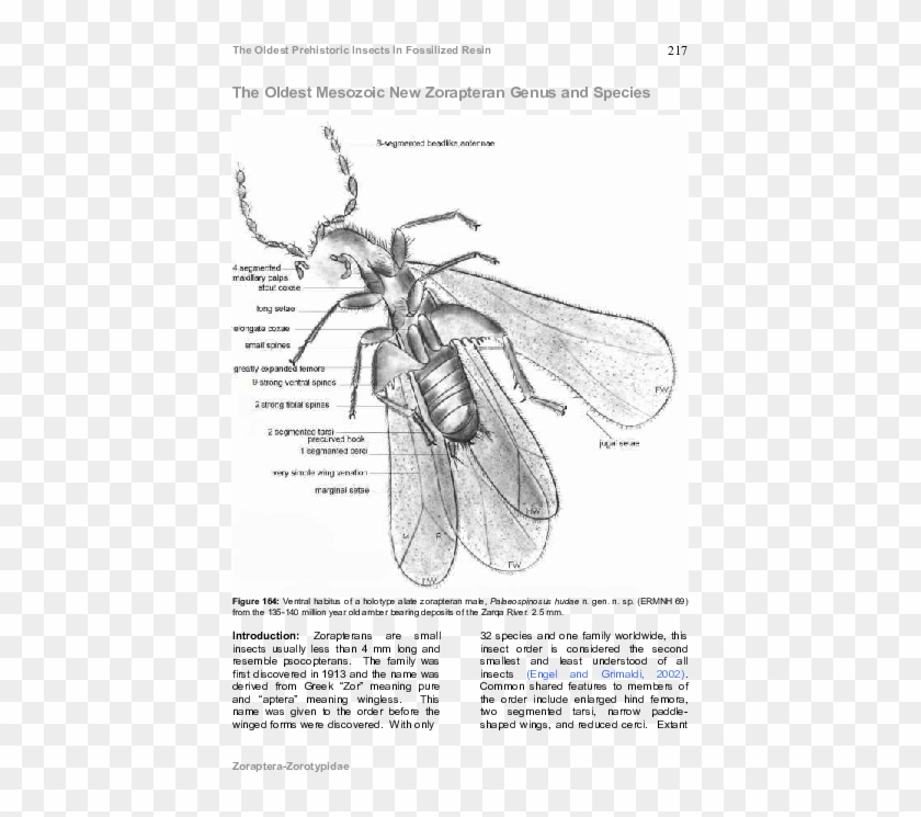 Pdf - Bee Clipart