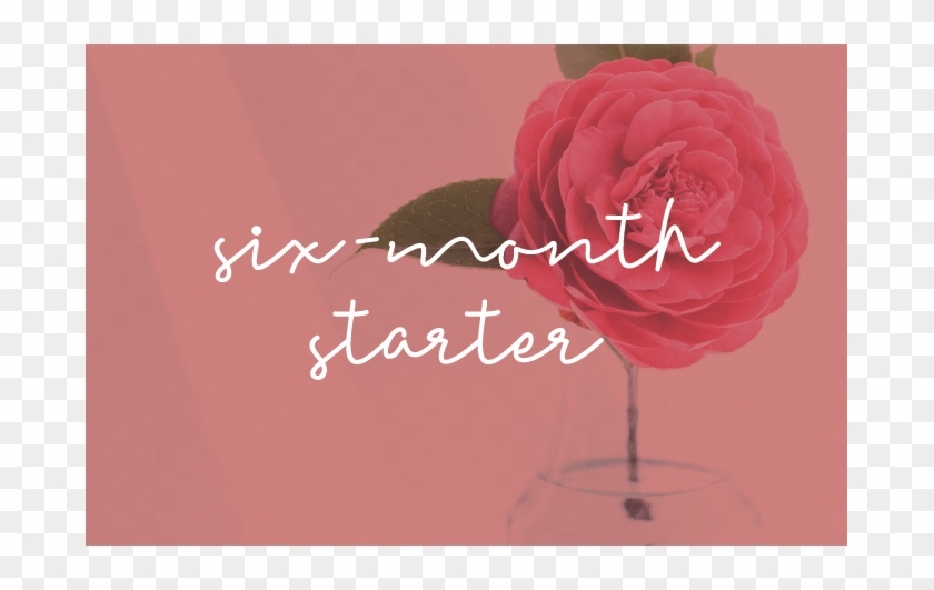 Garden Roses Clipart #3985502