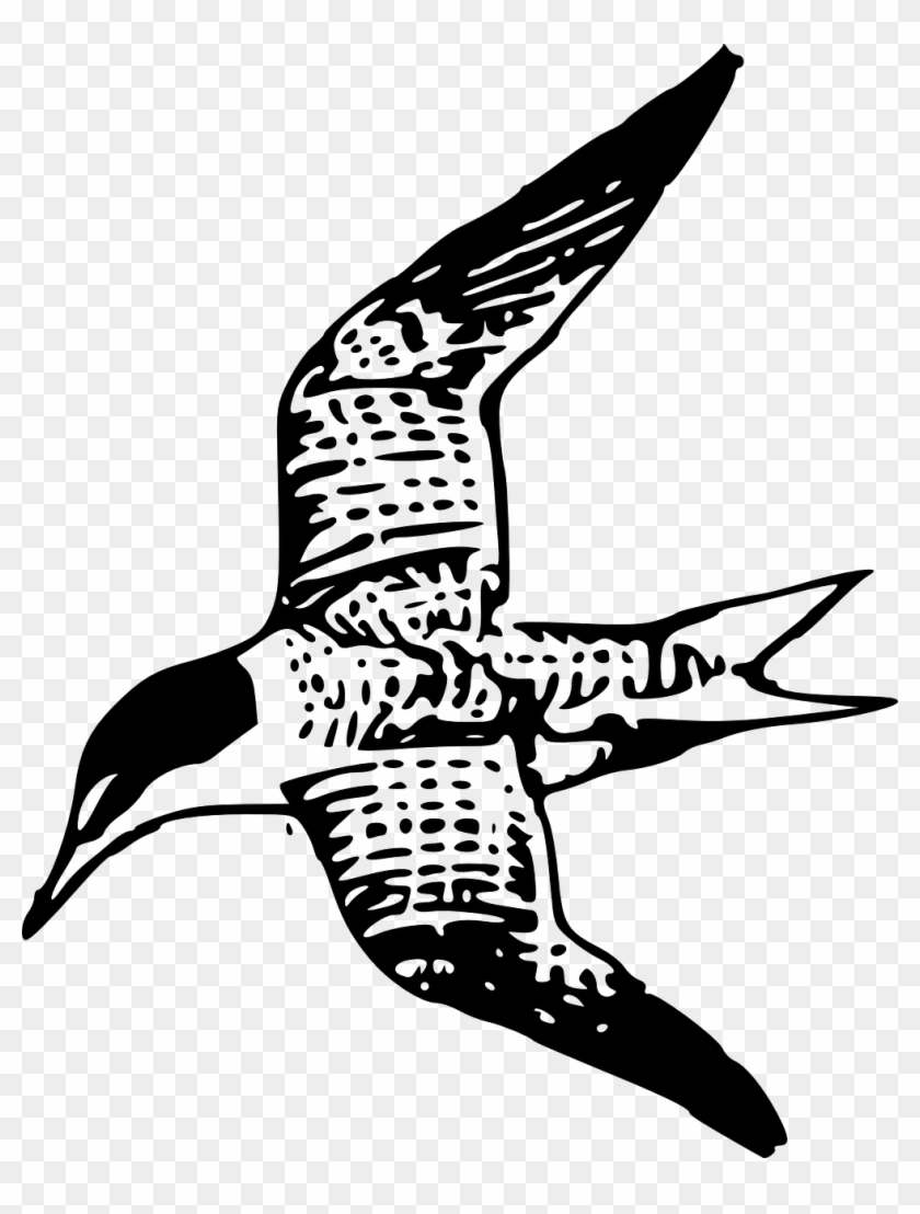 Tern Bird Fly Flying Shore Bird Png Image - Sternidae Clipart #3987575