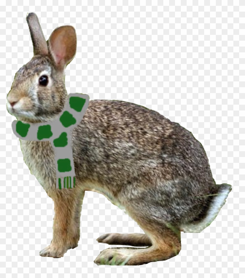 Hallo - Rabbit Clipart