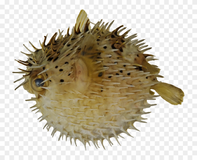 Puffer Fish Png - Морской Ёж Картинка Для Детей Clipart #3988764