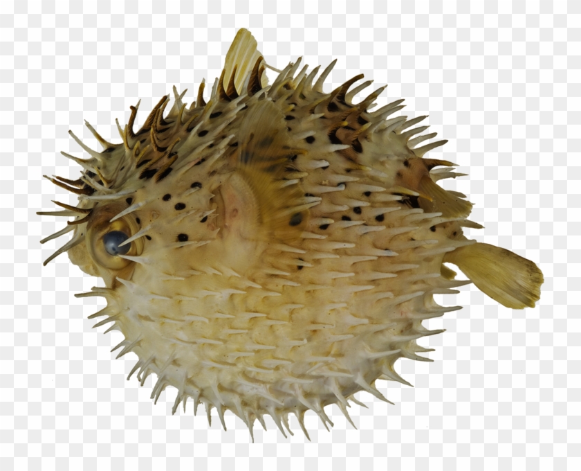 Puffer Fish Png - Морской Ёж Картинка Для Детей Clipart