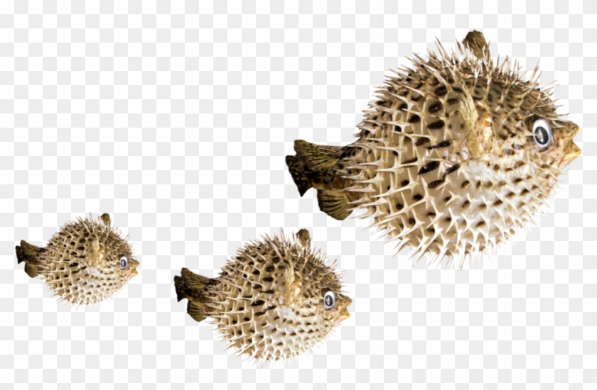 #puffer #fish #freetoedit - Fugu Clipart #3989045