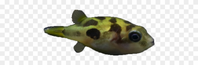 Ornamental Fish Chocolate Doll Submarine Fish Small - Green Pufferfish Clipart #3989428