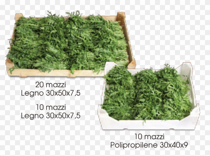 Rucola-mazzi - Parsley Clipart #3989871