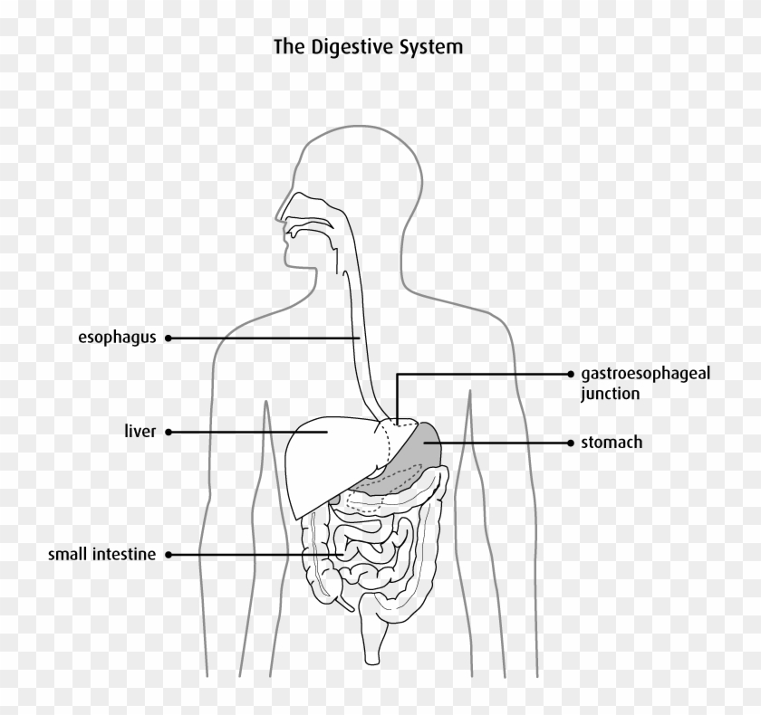 Diagram Of The Digestive System - Oesophagus In Black And White Clipart #3990246