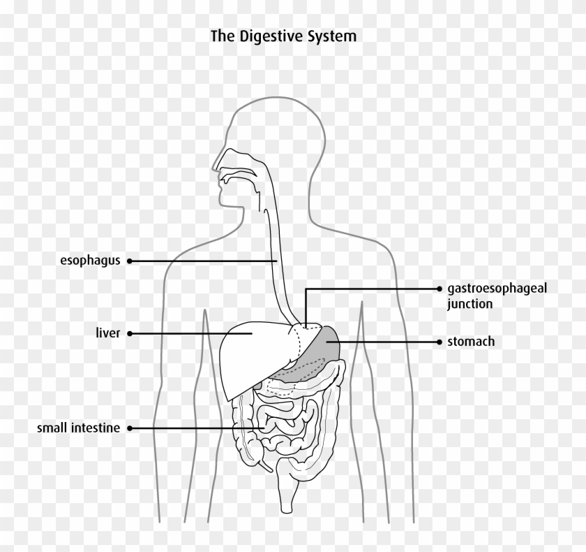 Diagram Of The Digestive System - Oesophagus In Black And White Clipart