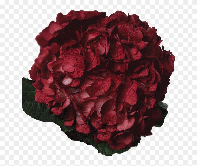 Dahlia Clipart #3990903