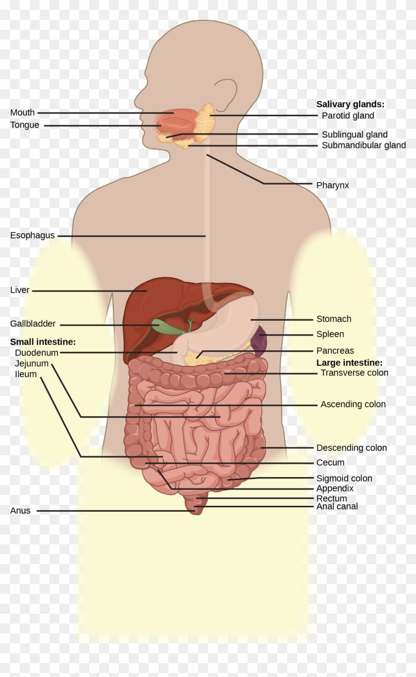 Art Connection - Digestive Tract Labeled Diagram Clipart #3991383