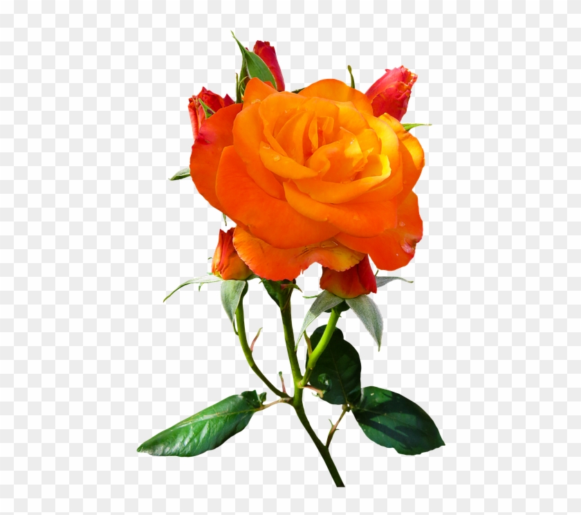 Nature, Flower, Rose, Blossom, Bloom, Isolated, Orange - Mensagens De Bom Dia Clipart