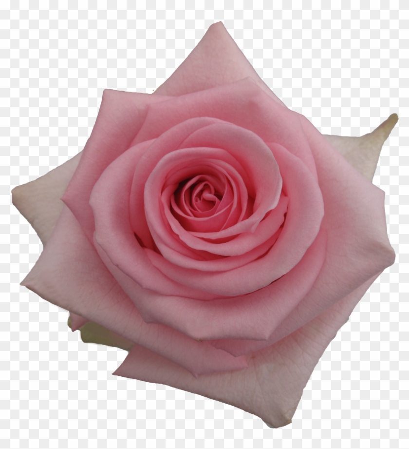 Rose Pink Candy Clipart #3991387