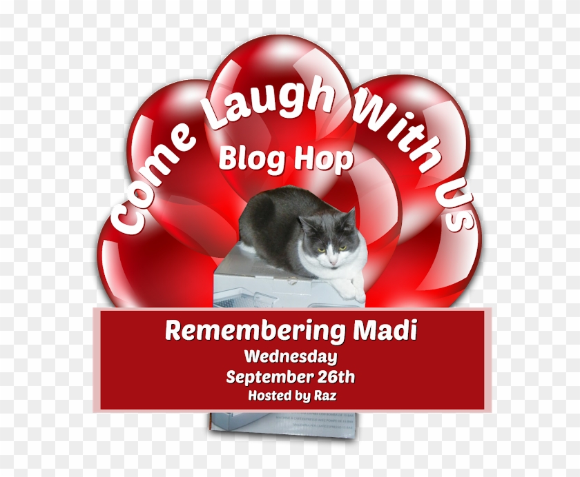 Domestic Short-haired Cat Clipart #3992179