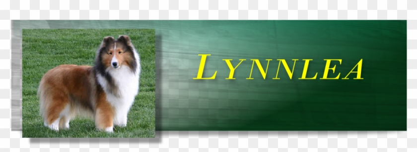 Rough Collie Clipart