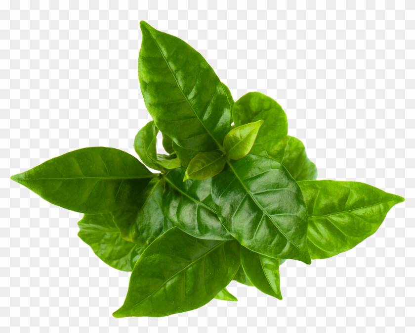 Peace Naturals Cannabis Plant Stages - Corn Plant Top View Clipart #3994021