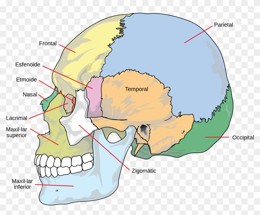 Human Skull Side Simplified Cat - Bones Of The Skull Clipart